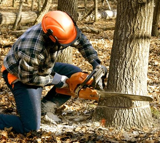 Tree Removal in Casa, AR